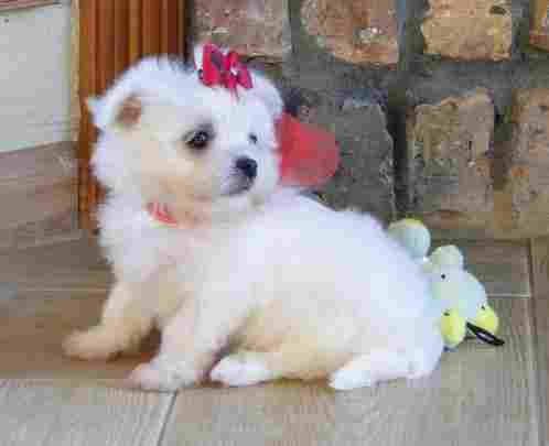 AKC Maltese Puppy For Adoption(12 Weeks Old)