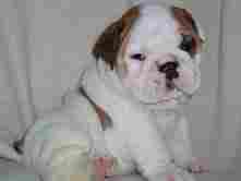 Affectionate English Bull Dog puppies for sale