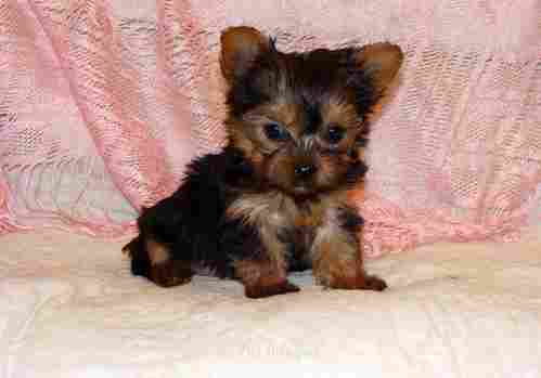 Cute and Adorable Yorkie Puppies For Adoption