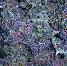 A++ GRANDDADDY PURPLE , PURPLE AND OG KUSH FOR SALE