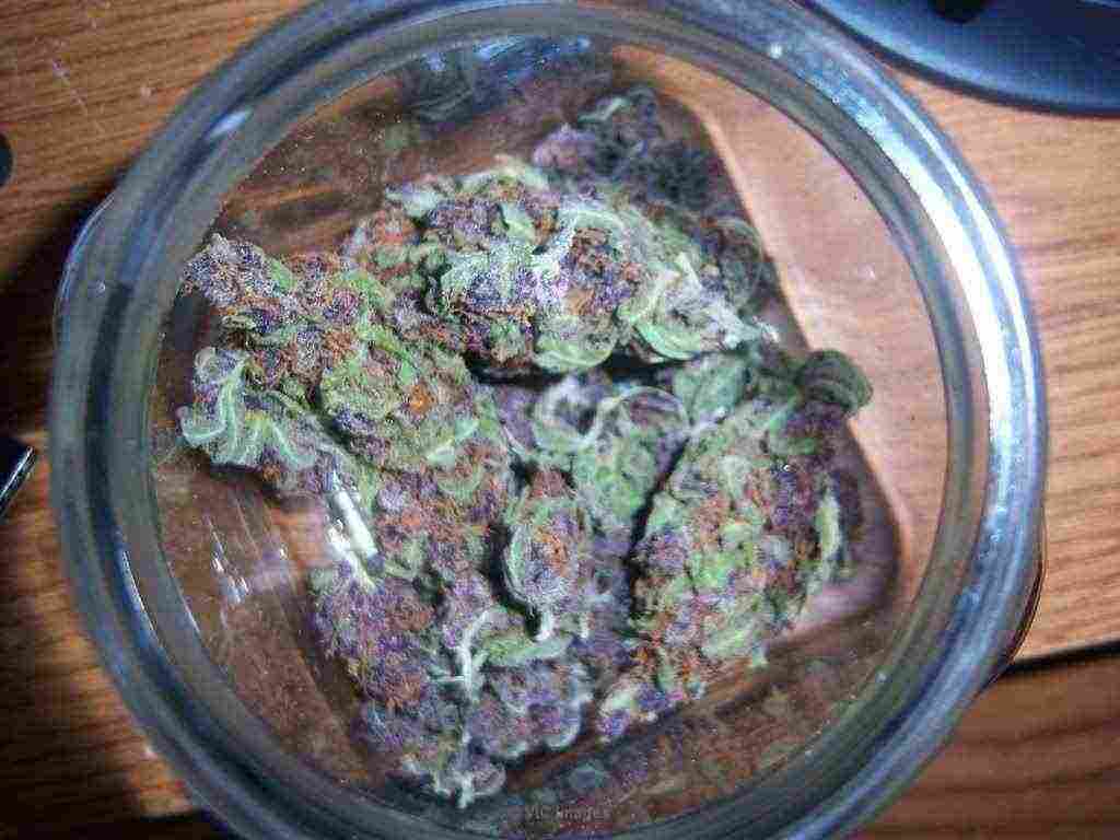 Og KUSH FOR SALE