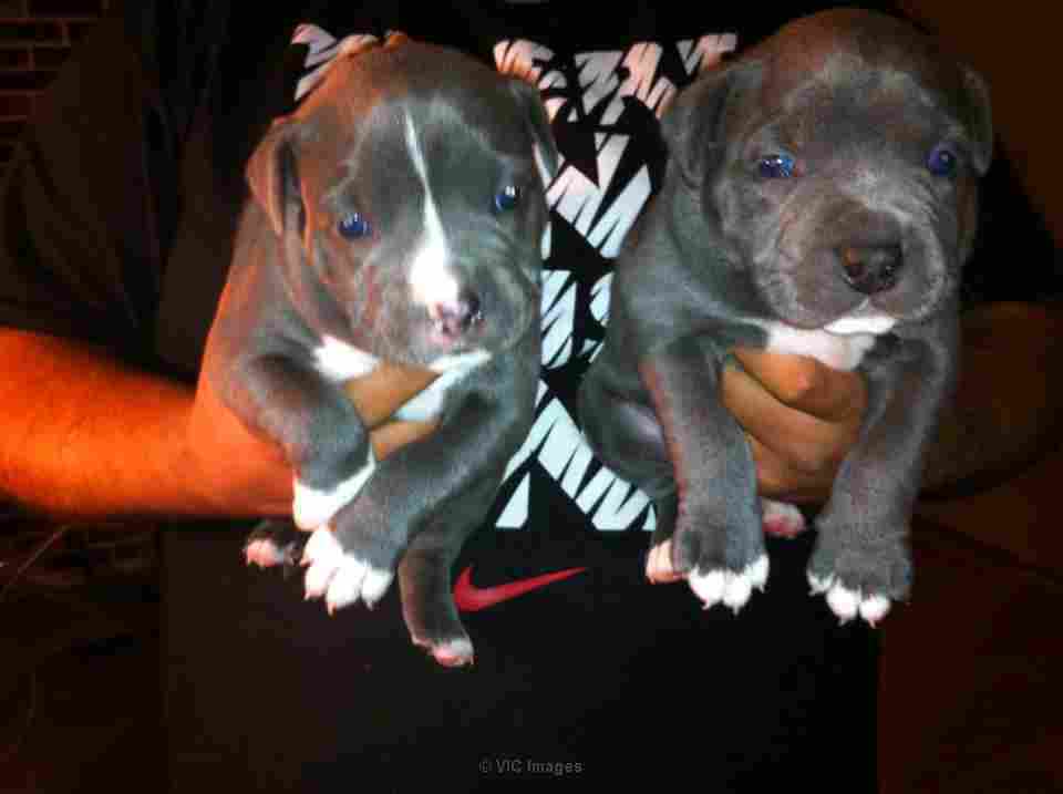 puppy pitbull blue nose razor edge
