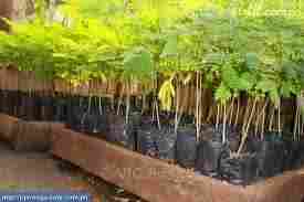 NORBIN NATIVE PLANT TREES NURSERY