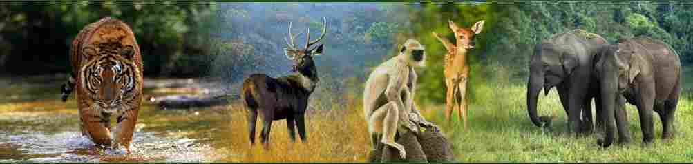 Wildlife Tour India