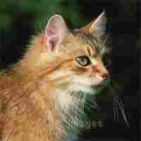 Catsitter in Bonn