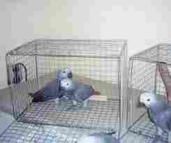 Cute African grey for sale by breeder