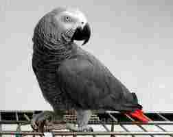 CUTE AFRICAN GREY PARROTS BY BREEDER