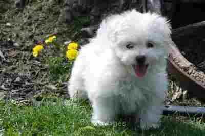 Maltese Puppies For Free Adoption