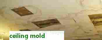 Get rid of mold forever with a simple home mold test.