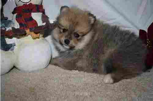 Cute Pomerenian Puppies