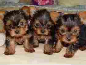 3 ckc registered terrier young yorks pups for xmas home