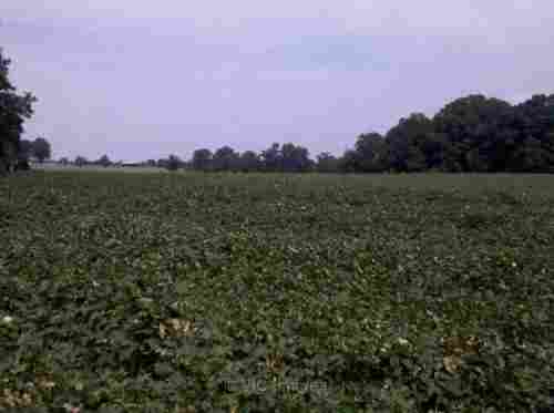 Land for sale huge plot in NC