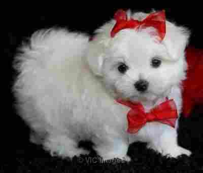 TEACUP MALTESE PUPPIES FOR X-MAS ADOPTION