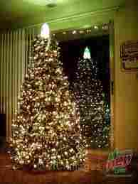 BALSAM FIR christams tree