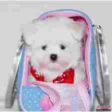 Toy  Maltese pups Looking For A Great Family