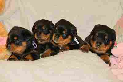 Amazing Rottweiler Puppies For Adoption