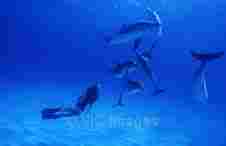 BedandBreakfast.com  Bimini