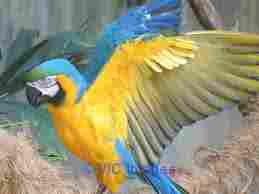 olangerte macaw parrots for for adoption