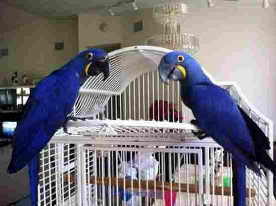 Valable Jacinthe Mâle et Femelle Ara pour Adoption