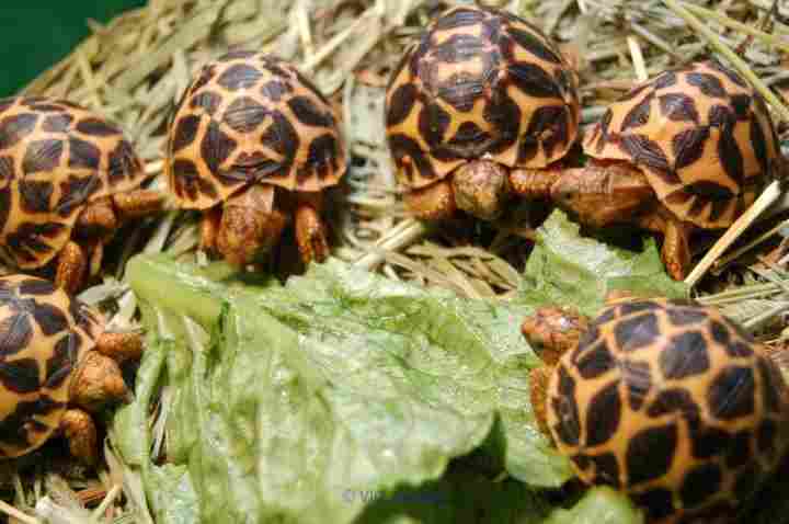 all types of Tortoises/turtles for sale