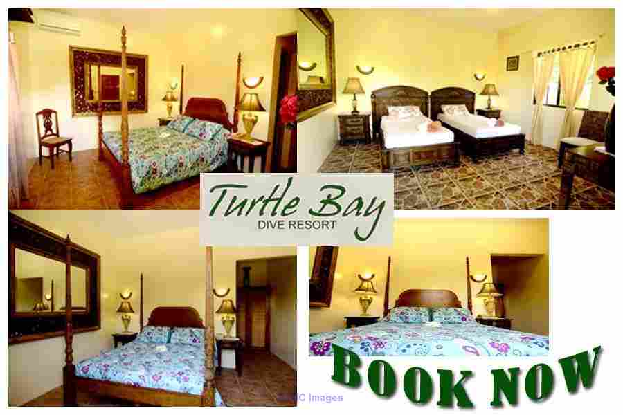 Turtle bay Philippines