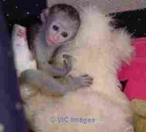 Very healthy capuchin for you.