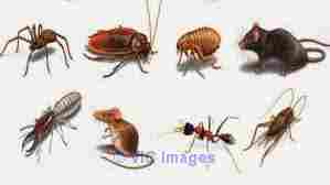 Pest Control Services in Roxburgh Park and Craigieburn