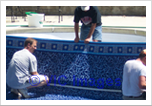 Pool covers long island