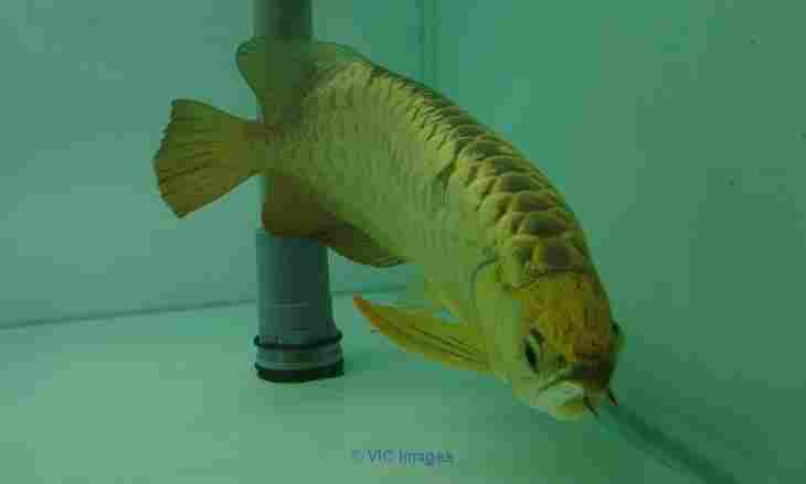 Quality Tropical Aquarium Fishes For Sale