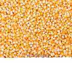 Africultural products for sell, yellow and wite maize and others!
