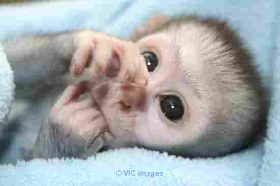 Outstanding Baby Monkey