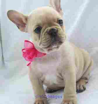 cream fawn female french bulldog puppy