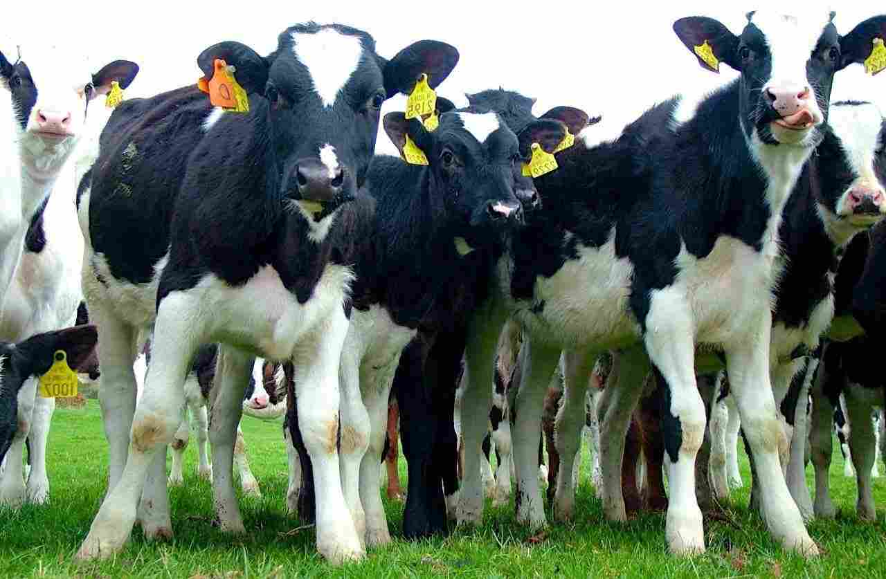 holstein and jersey calves for sale