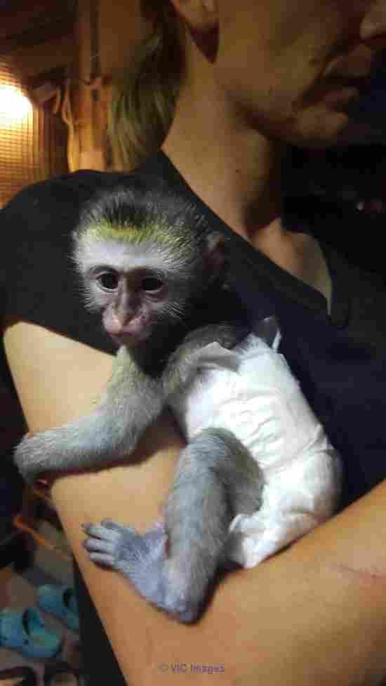 Well trained Baby Monkey For Adoption