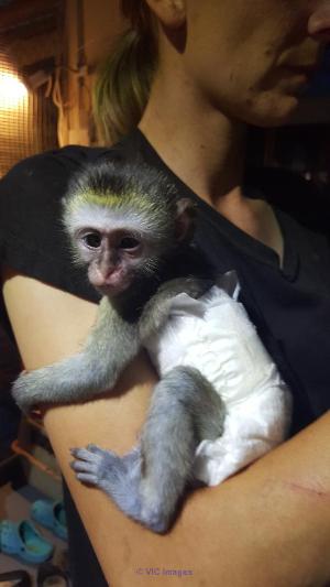 Bebe Singe Capuchin a Donner