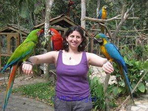 Talkertive Babies parrots and fertile parrots eggs for sale