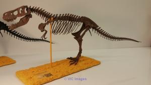 Dinosaur Fossil Replicas HD