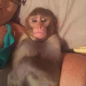 BABY MONKEY AVAILABLE FOR ADOPTION