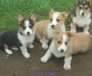 Pembroke Welsh Corgi Puppies