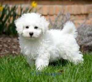 white purebred Bichon Frise Puppies