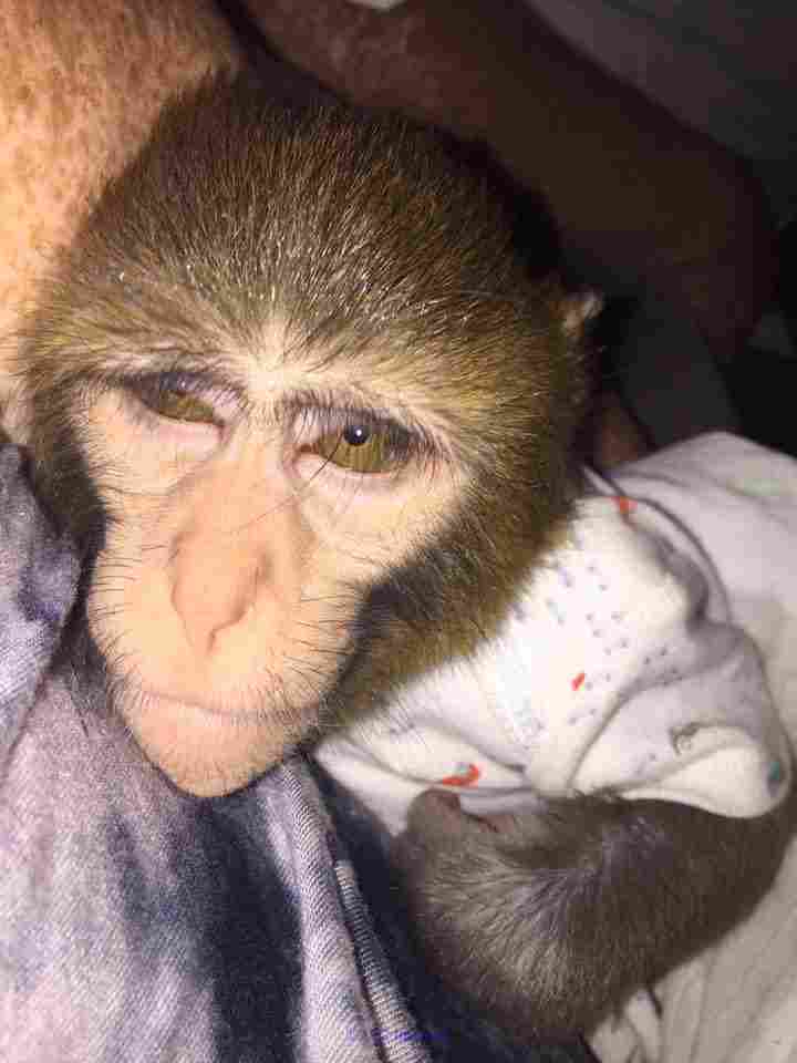 VALABLE POUR ADOPTION BEBE SINGE