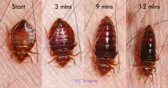 Bed Bug Control Services Melbourne - pestmatic.com.au