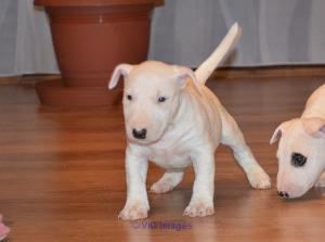 Bull Terrier Pups For Sale