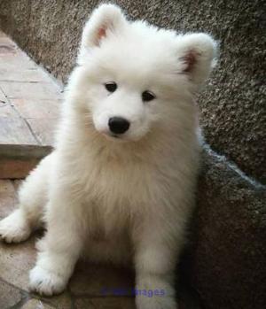 Beautiful Gorgeous Samoyed Puppies Ready to go