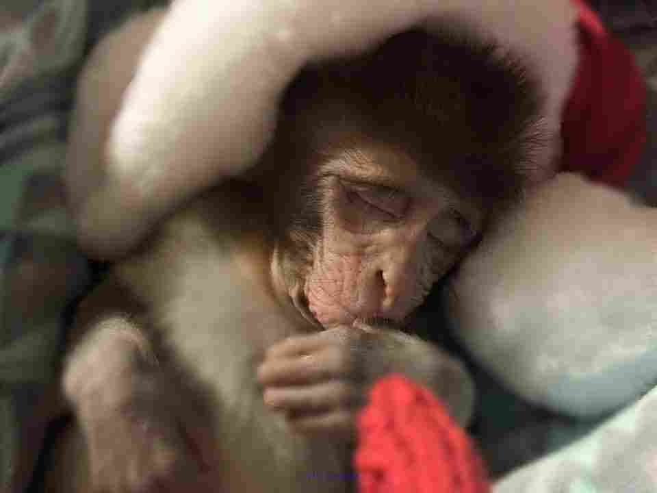 Baby Monkey Friendly Available For Adoption