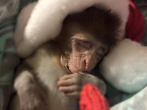 Baby Monkey Available