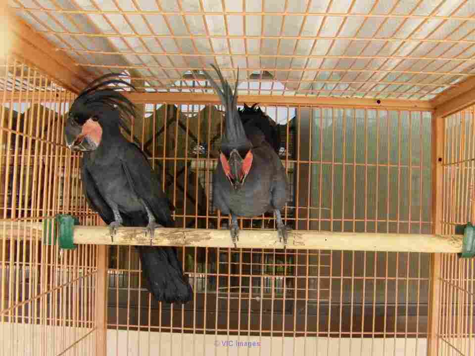 Cockatoos noirs  à vendre paire