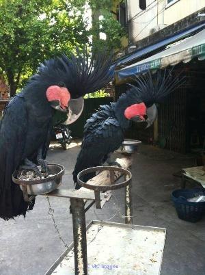 Black Palm Cockatoo Parrots for Adoption