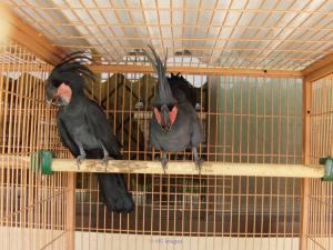 These Adorable Black Palm Cockatoo Birds