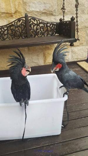 Palmiers noirs cockatoo pour adoption